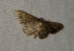 Idaea celtima