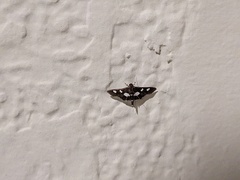 Desmia