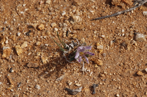 Image of Babiana flabellifolia by (c) Tony Rebelo, some rights reserved (CC BY-SA)