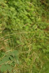 Deschampsia cespitosa