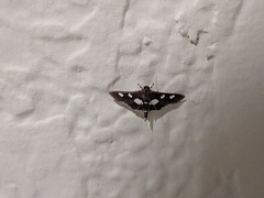 Desmia
