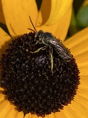 Halictus confusus