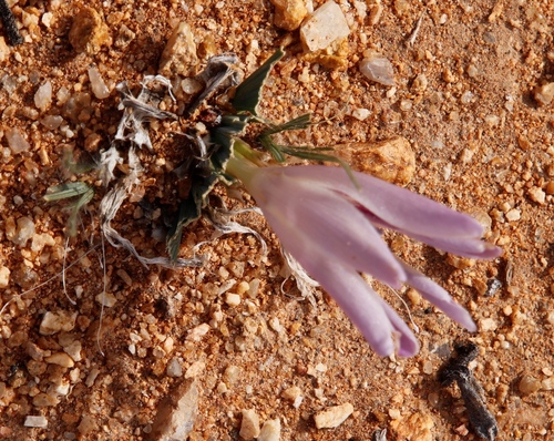 Image of Babiana flabellifolia by (c) Tony Rebelo, some rights reserved (CC BY-SA)