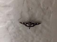 Desmia