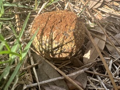 Pisolithus arhizus