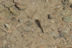 Ichthyosaura alpestris