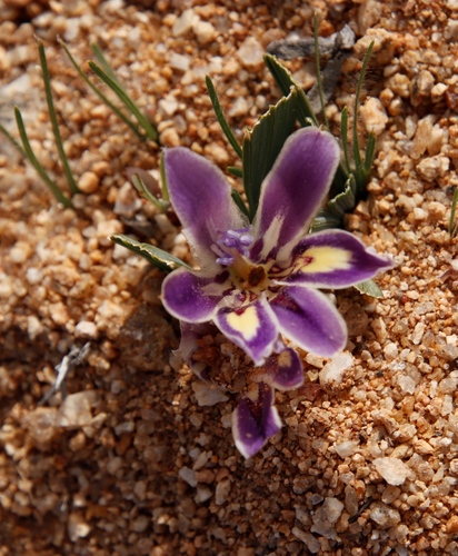 Nama Chompleaf Bobbejaantjie (Babiana flabellifolia)