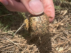 Pisolithus arhizus