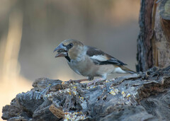 Coccothraustes coccothraustes