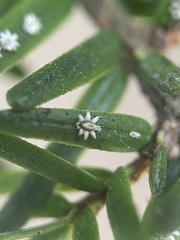 Ceroplastes sinensis