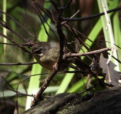 Sericornis frontalis