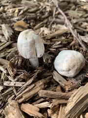 Agaricaceae