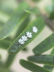 Ceroplastes sinensis