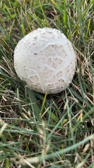 Calvatia booniana