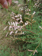Tamarix
