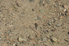 Ichthyosaura alpestris