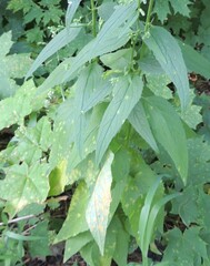 Coleosporium campanulae