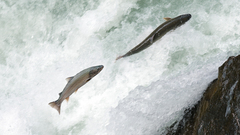Salvelinus confluentus