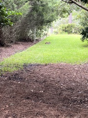 Sylvilagus palustris