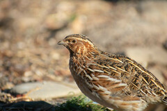 Coturnix coturnix
