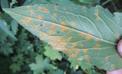 Coleosporium campanulae