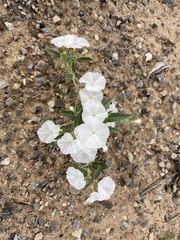 Euploca convolvulacea