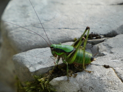 Eupholidoptera schmidti