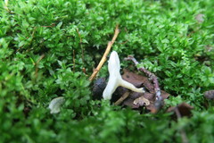 Clavaria fragilis