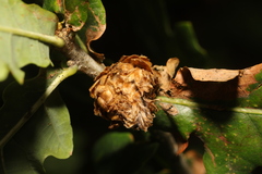 Andricus foecundatrix