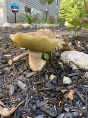 Boletus edulis
