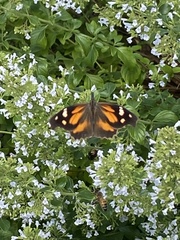 Libytheana carinenta