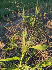 Panicum capillare