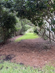 Sylvilagus palustris