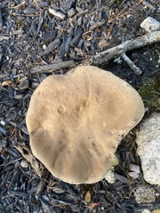 Boletus edulis