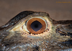 Melanosuchus niger