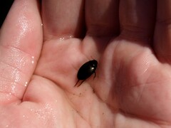 Agabinae