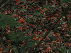 Erythrina falcata