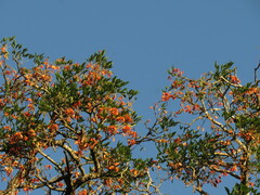 Erythrina falcata