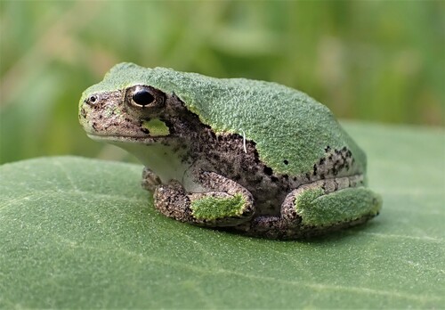 Gray Treefrog, photo 8 of 8