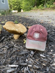 Boletus edulis