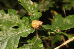 Andricus foecundatrix