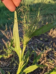 Panicum capillare