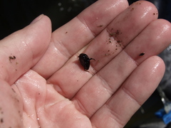 Agabinae