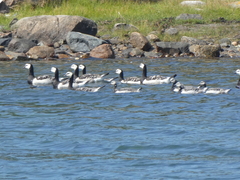 Branta leucopsis