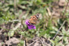 Vanessa braziliensis