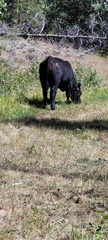 Bos taurus
