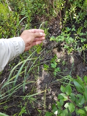 Dichanthelium spretum