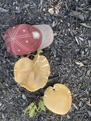 Boletus edulis