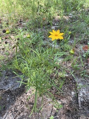 Coreopsis verticillata