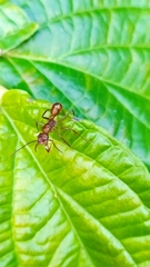 Ectatomma tuberculatum